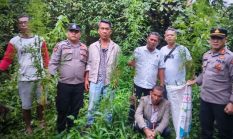 Polisi Tangkap Petani Ganja di Simpang Raya Dasma Simalungun
