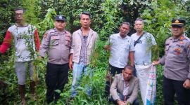 Polisi mengamankan petani ganja.(ist)