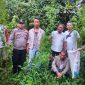 Polisi mengamankan petani ganja.(ist)